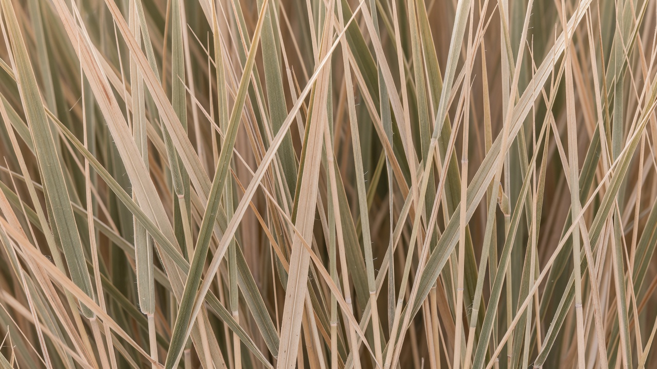 葦の質感 — About Reed Blend Zone